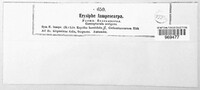Erysiphe lamprocarpa image